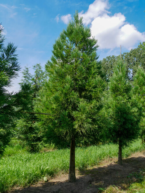 Cryptomeria japonica 'Kitayama' - Obrázek 1
