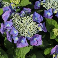Hydrangea macr. 'Teller Blue'