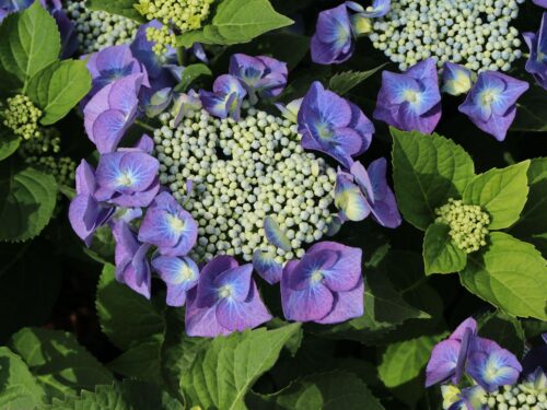 Hydrangea macr. 'Teller Blue' - Image 1