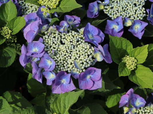 Hydrangea macr. 'Teller Blue'