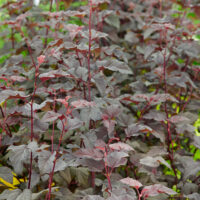 Physocarpus opulifolius 'Red Baron'