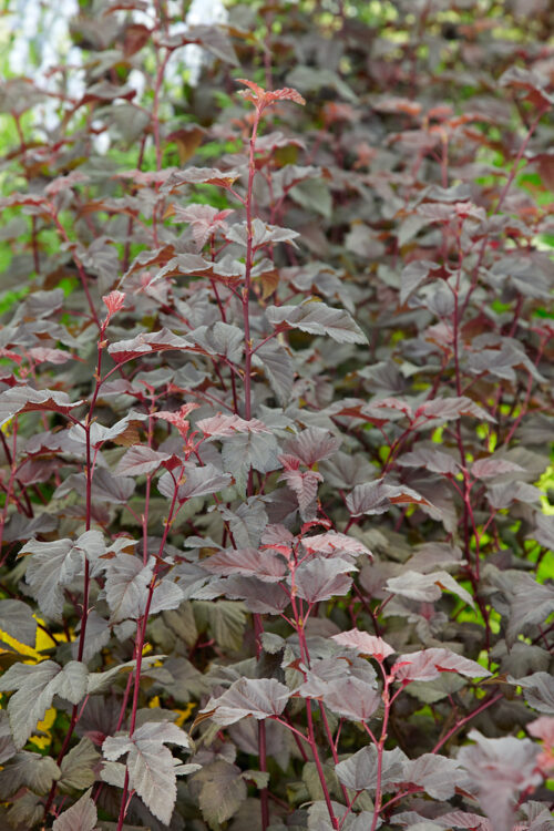 Physocarpus opulifolius 'Red Baron' - Obrázek 1