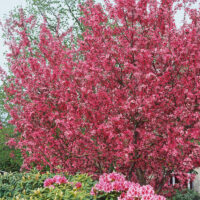 Malus 'Royalty'
