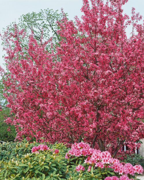 Malus 'Royalty' - Obrázek 1