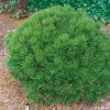 Pinus leucodermis 'Schmidtii' - C4L 15-20 CM