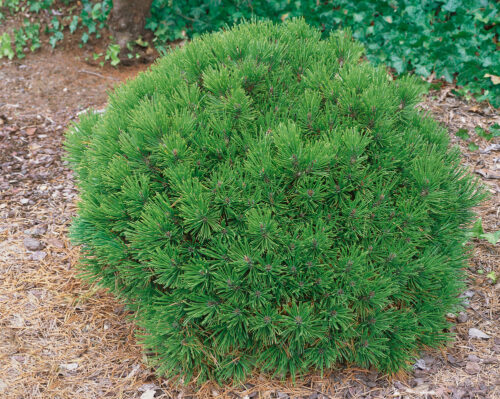 Pinus leucodermis 'Schmidtii' 60KM - Obrázek 1