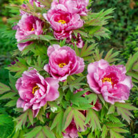 Paeonia sufruticosa 'Rou fu rong'