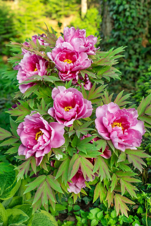 Paeonia sufruticosa 'Rou fu rong' - Obrázek 1
