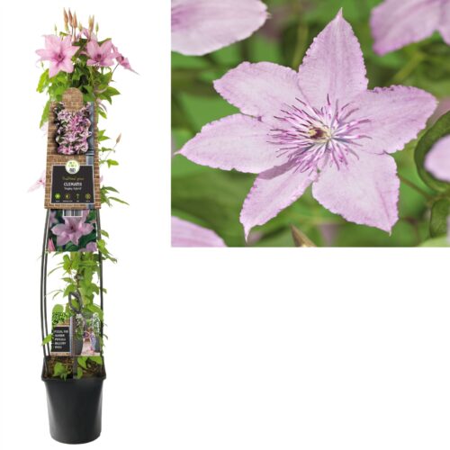 Clematis 'Hagley Hybrid' - Obrázek 3