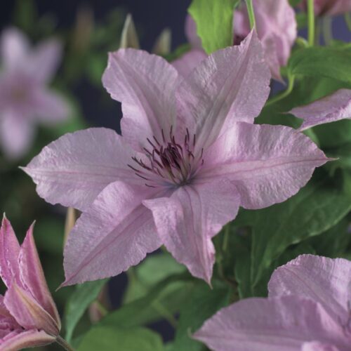 Clematis 'Hagley Hybrid' - Obrázek 2
