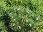Pinus nigra 'Nana'