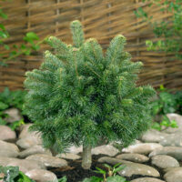 Abies lasiocarpa 'Green Globe'