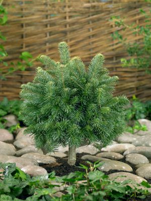 Abies lasiocarpa 'Green Globe'