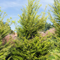 Larix kaempferi 'Magic Gold'
