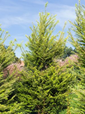 Larix kaempferi 'Magic Gold'