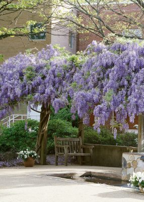Wisteria sinensis
