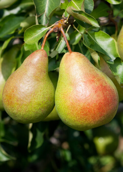 Hrušeň 'Margarita' - Obrázek 1