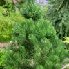 Pinus nigra 'Oregon Green' - C5L-v. 30-40 cm