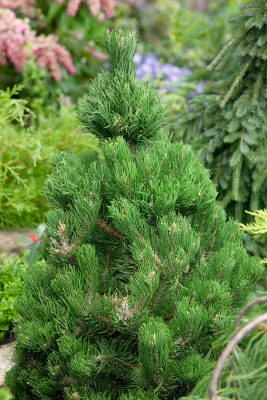 Pinus nigra 'Oregon Green'