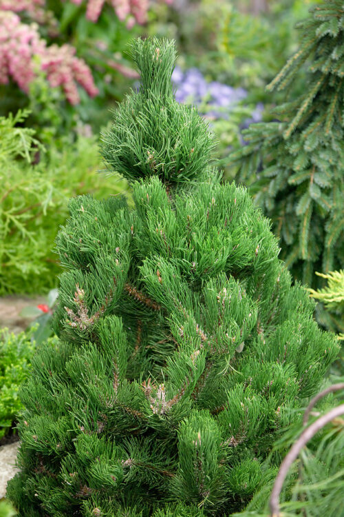 Pinus nigra 'Oregon Green' - Obrázek 1