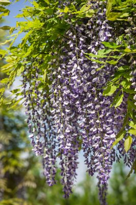 Wisteria sinensis 'Prolific'