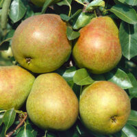 Hrušeň 'Charneuská' (Fíkovka)