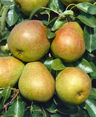 Hrušeň 'Charneuská' (Fíkovka)