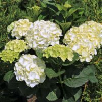 Hydrangea macr. 'Caipirinha'®