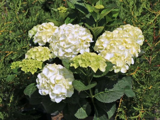Hydrangea macr. 'Caipirinha'®