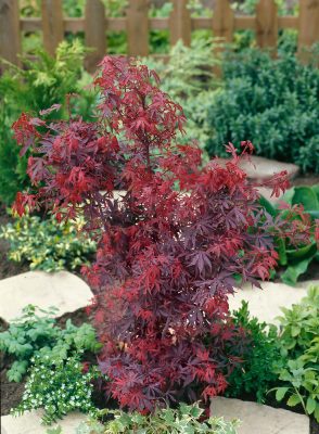 Acer palmatum 'Shaina'