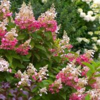 Hydrangea pan. 'Pink Diamond'