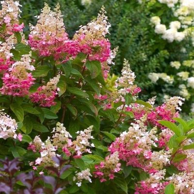 Hydrangea pan. 'Pink Diamond'