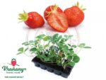 Jahody – sazenice 'Mara de Bois', 10-pack - Obrázek 3
