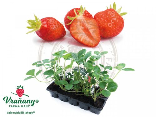 Jahody – sazenice 'Mara de Bois', 10-pack - Obrázek 3