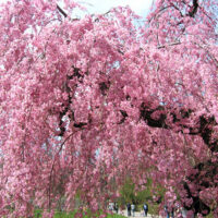 Prunus subh. 'Pendula Plena Rosea'