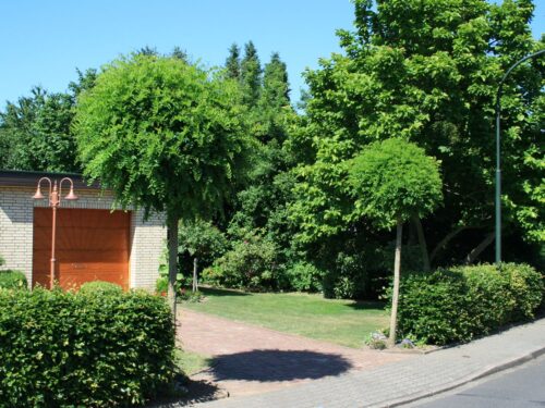 Robinia pseudoacacia 'Umbraculifera' - Image 2