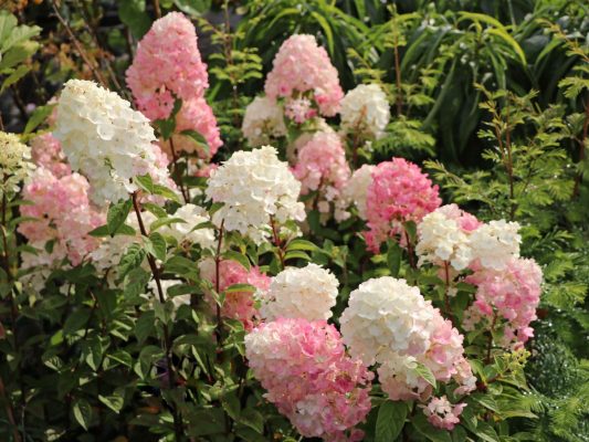 Hydrangea pan. 'Sundae Fraise'®