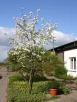 Amelanchier 'Ballerina' - Obrázek 3