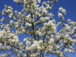 Amelanchier 'Ballerina' - Obrázek 2