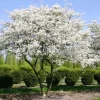Amelanchier 'Ballerina' - C10L-KM120-2-letá korunka