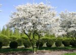 Amelanchier 'Ballerina'