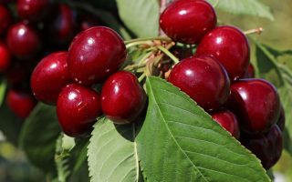 Třešeň 'Lapins'-samosprašná