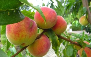 Broskvoň 'Flamingo'