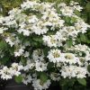 Viburnum plicatum 'Watanabe' - C2L-v. 30-40 cm