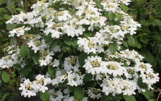 Viburnum plicatum 'Watanabe'