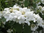 Viburnum plicatum 'Watanabe' - Obrázek 4