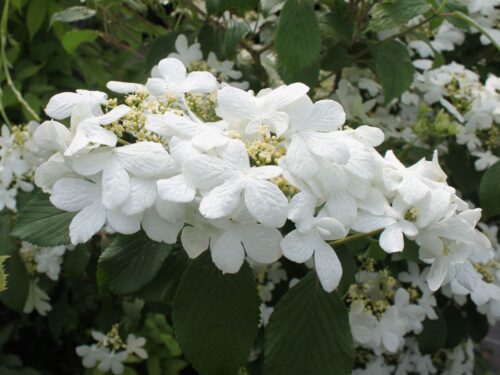 Viburnum plicatum 'Watanabe' - Obrázek 4