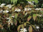 Viburnum plicatum 'Watanabe' - Obrázek 3