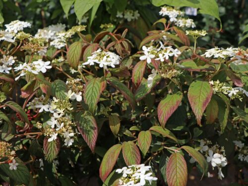 Viburnum plicatum 'Watanabe' - Obrázek 3