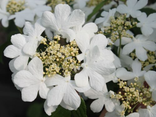 Viburnum plicatum 'Watanabe' - Obrázek 2